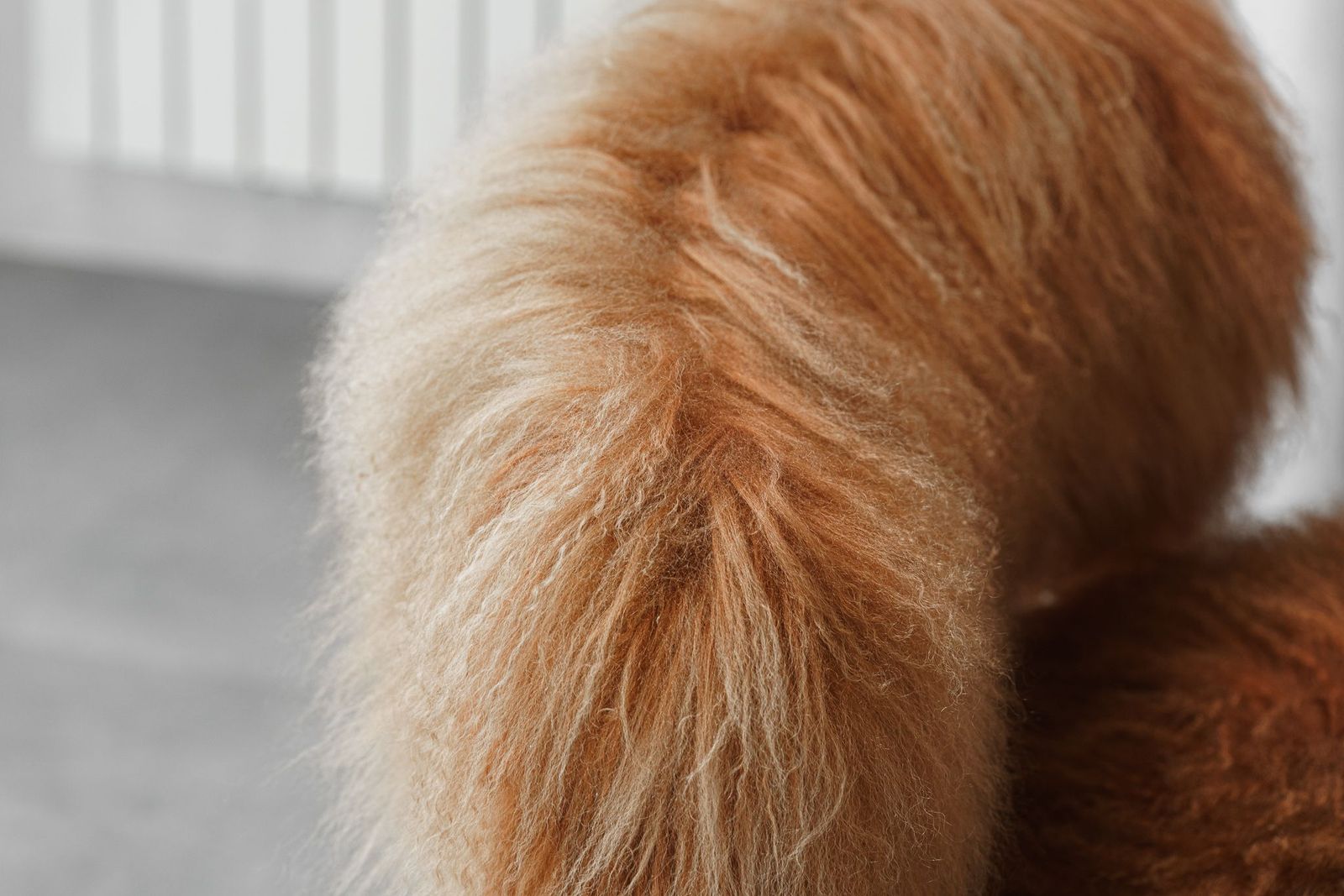 Baxter Кресло Nepal Little Mongolia Cuoio от Baxter — в интерьере