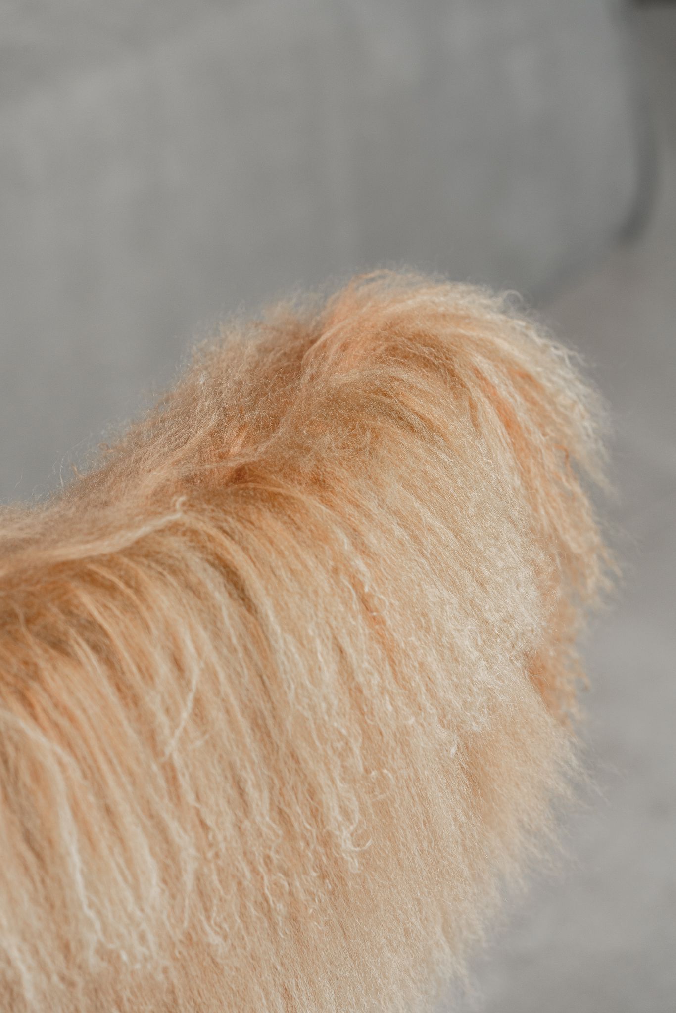 Baxter Кресло Nepal Little Mongolia Cuoio от Baxter — в интерьере