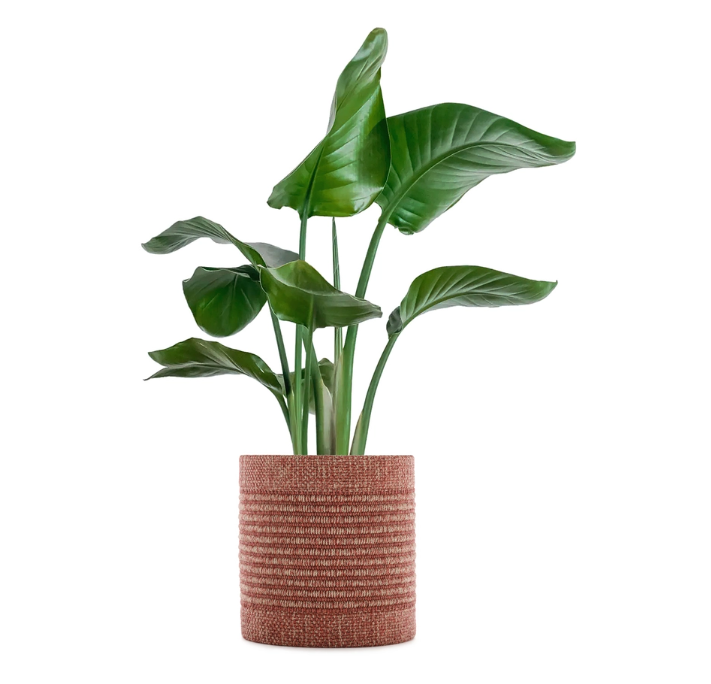 Kartell Кашпо Kleo cachepot от Kartell